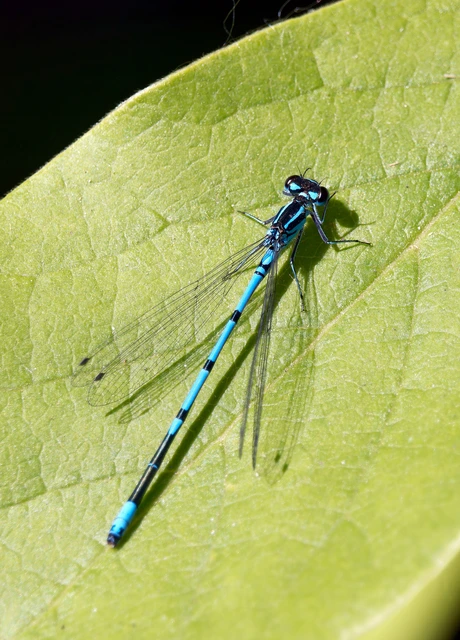 Coenagrion puella - azúrkék légivadász