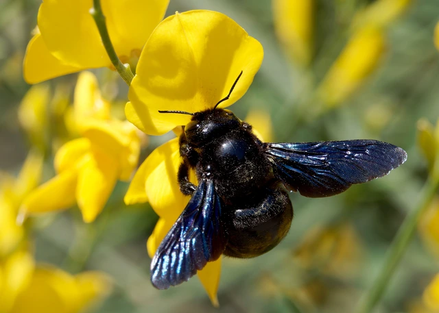 Xylocopa