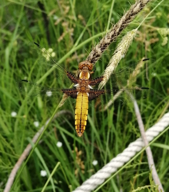 Libellula depressa - széles laposacsa