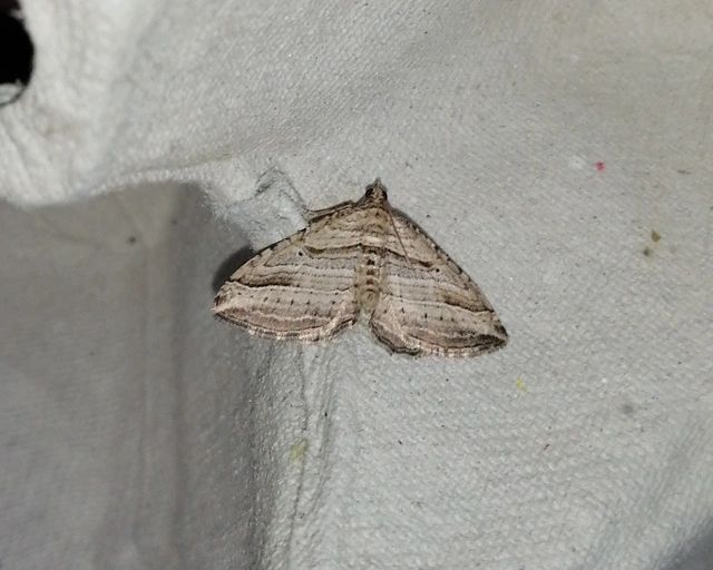 Costaconvexa polygrammata - soksávú araszoló