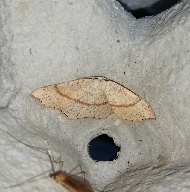 Cyclophora punctaria - sávos pettyesaraszoló