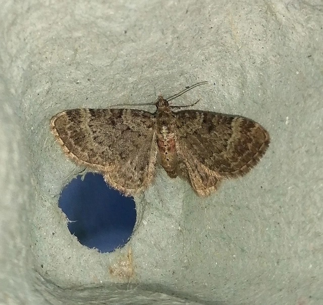 Pasiphila chloerata - hamvas törpearaszoló