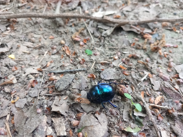 Trypocopris vernalis - tavaszi álganéjtúró