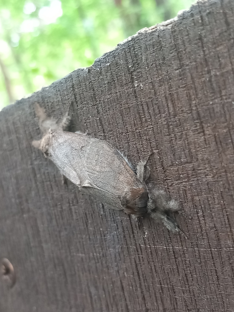 Calliteara pudibunda - hamvasszövő