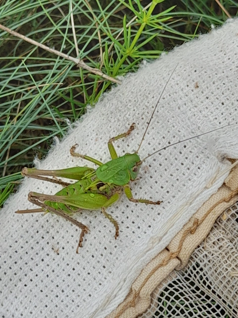 Decticus verrucivorus - szemölcsevő szöcske