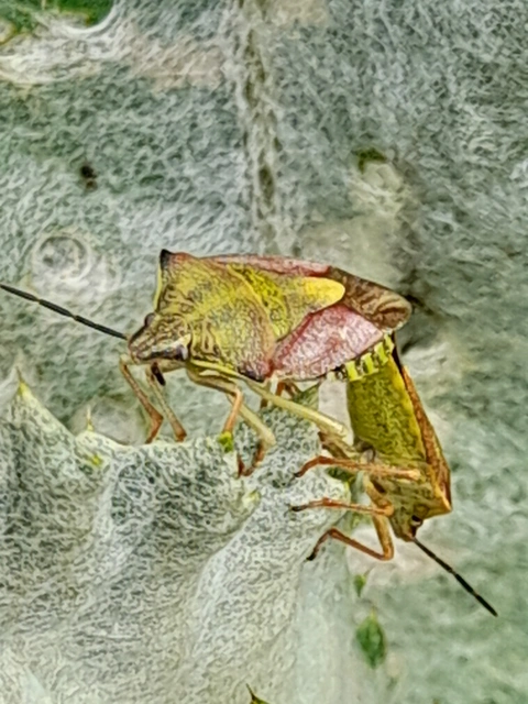 Carpocoris Carpocoris