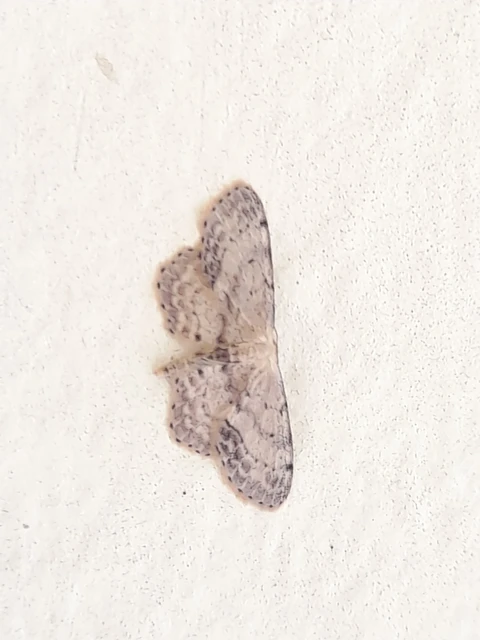 Idaea dimidiata - gyakori apróaraszoló