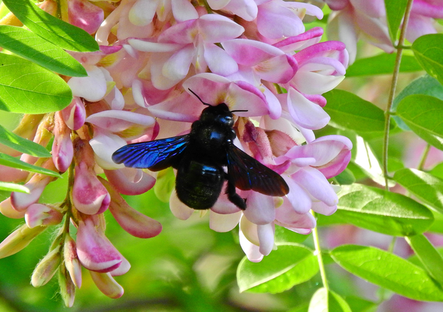 Xylocopa