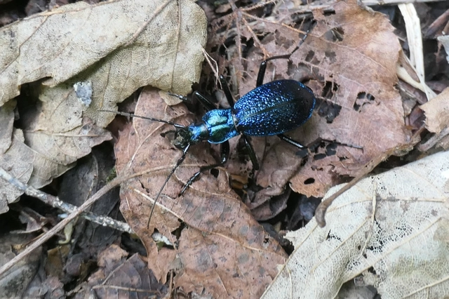 Carabus intricatus - kék laposfutrinka