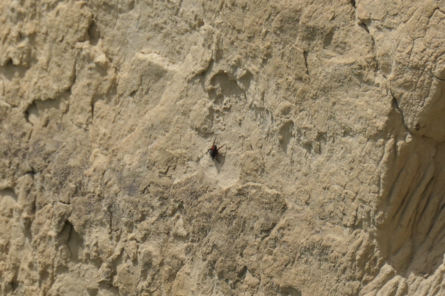 Eresus moravicus - sárgafejű bikapók Eresus moravicus - sárgafejű bikapók