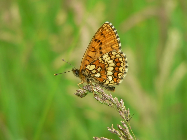 Melitaea aurelia - recés tarkalepke