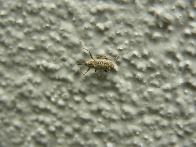 Dorytomus longimanus - kétalakú hangormányos
