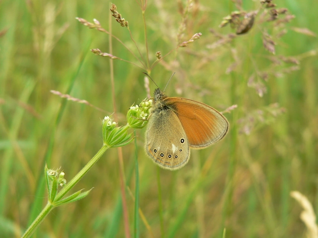 Coenonympha glycerion - közönséges szénalepke