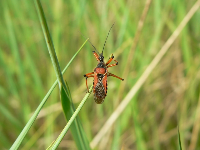 Rhynocoris iracundus - közönséges gyilkospoloska