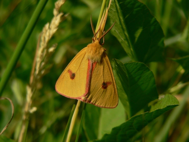 Diacrisia sannio - vörösszélű medvelepke