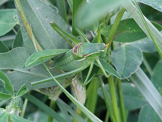 Isophya costata - magyar tarsza