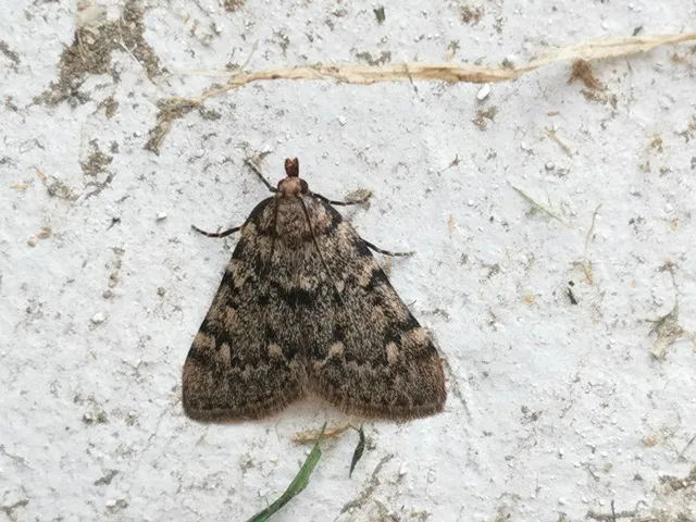 Aglossa pinguinalis - zsiradékmoly