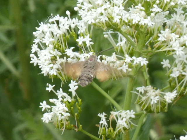 Macroglossum stellatarum - kacsafarkú szender