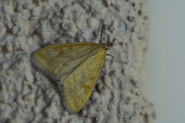 Sitochroa verticalis - világossárga dudvamoly