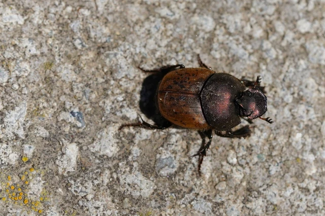 Onthophagus coenobita - rezes trágyatúró