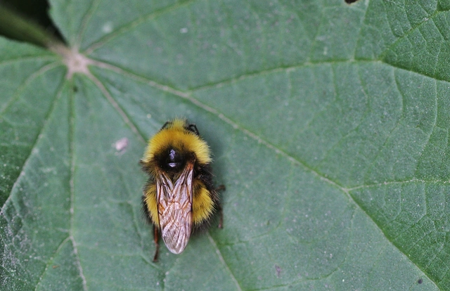 Hymenoptera - Hártyásszárnyúak