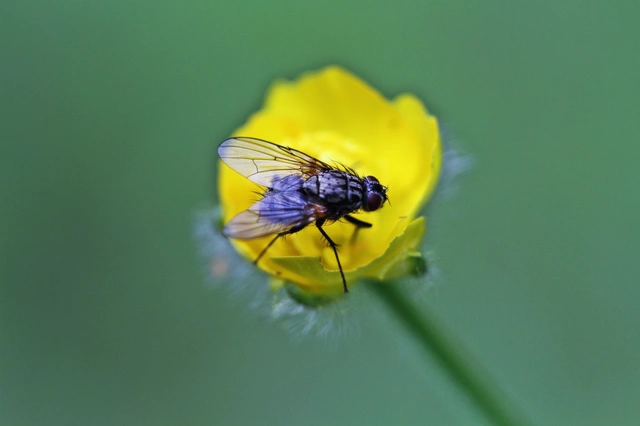 Diptera - Kétszárnyúak