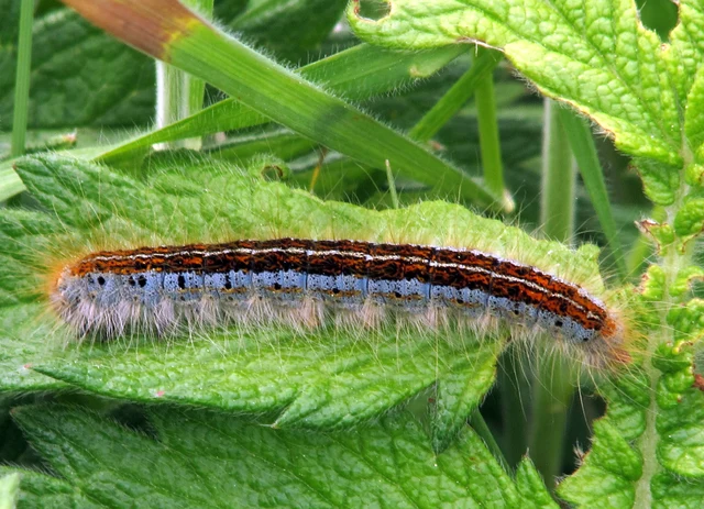 Malacosoma castrensis - kutyatejszövő