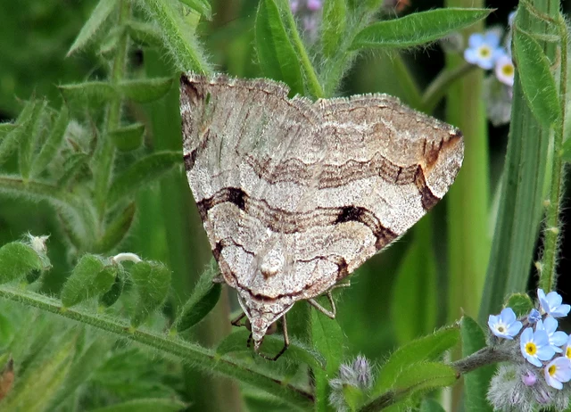 Aplocera efformata/plagiata