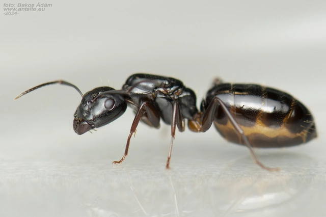 Camponotus fallax - ligeti lóhangya