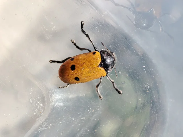 Lachnaia sexpunctata - szőrösnyakú zsákhordóbogár