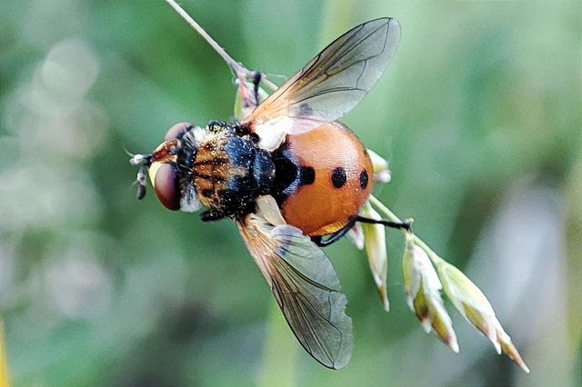 Gymnosoma