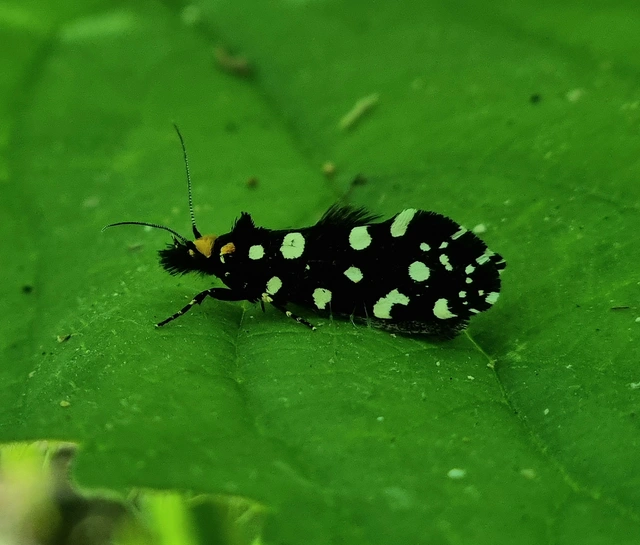 Euplocamus anthracinalis - fésűscsápú korhadékmoly