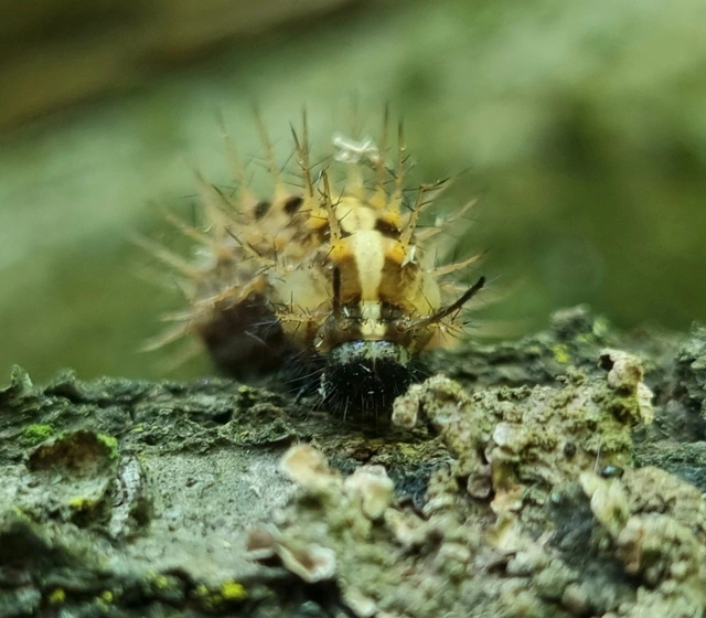 Argynnis paphia - nagy gyöngyházlepke