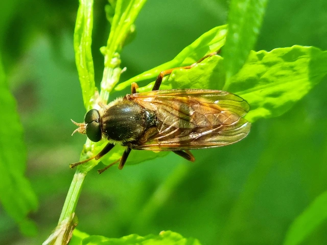 Coenomyia ferruginea - szagos légy