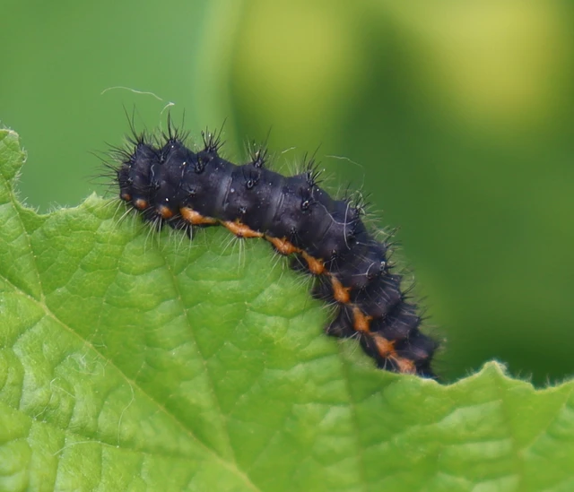 Saturnia pavoniella/pavonia