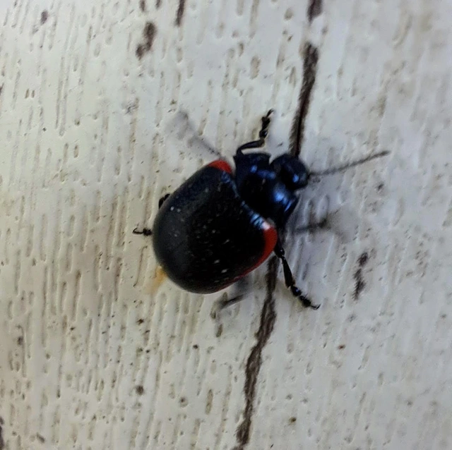 Chrysolina rossia - trapézhátú szegélyeslevelész