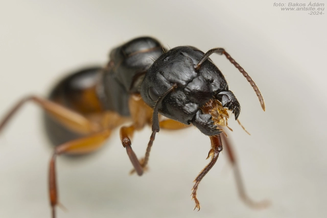 Camponotus tergestinus - sárgalábú lóhangya