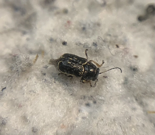 Pachybrachis fimbriolatus - feketevégű tömzsibogár Pachybrachis fimbriolatus - feketevégű tömzsibogár
