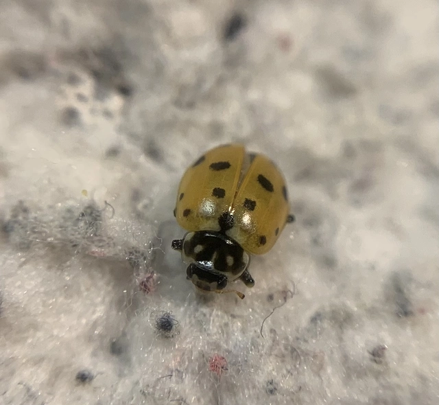 Hippodamia variegata - tizenhárompettyes katica