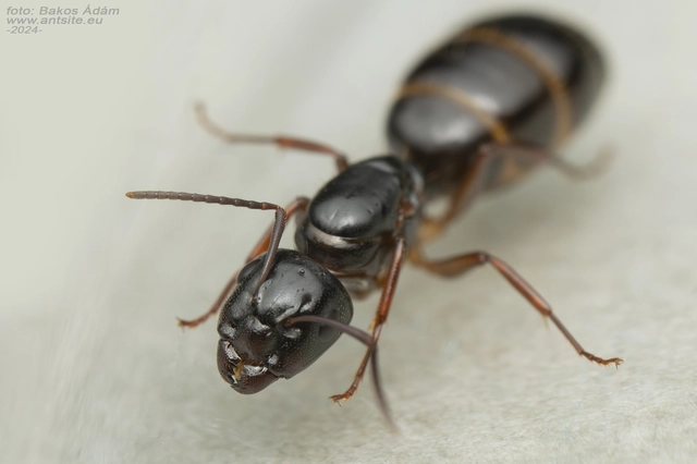 Camponotus fallax - ligeti lóhangya
