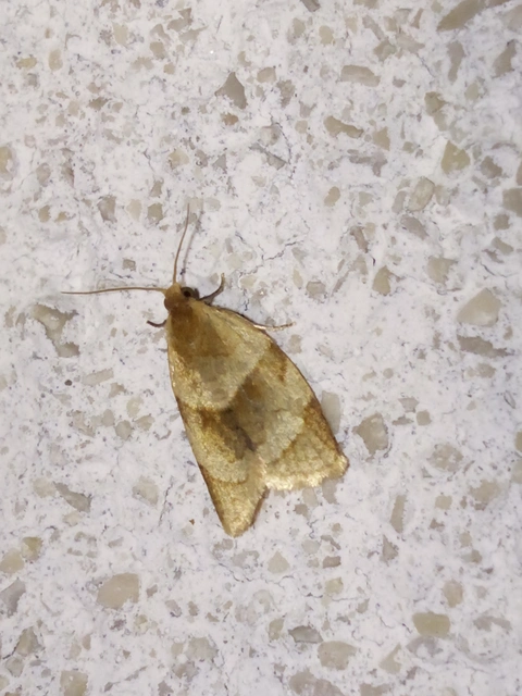 Clepsis rurinana - fakó sodrómoly