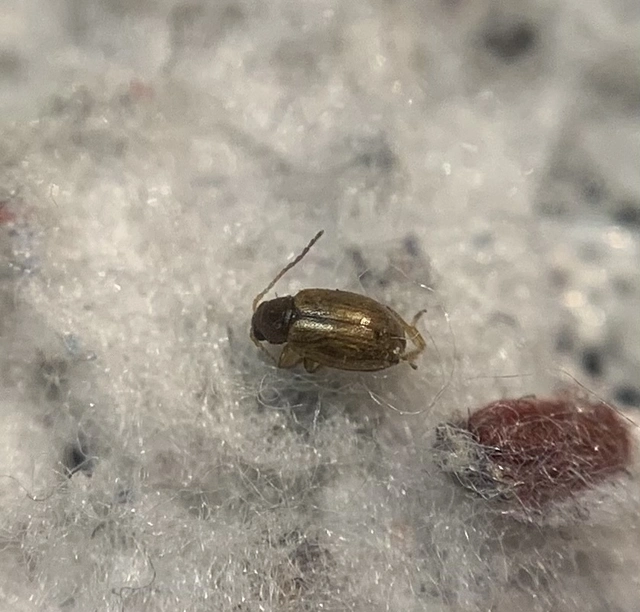 Longitarsus pratensis - közönséges útifű-földibolha