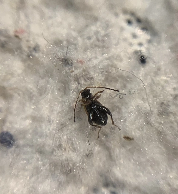 Longitarsus brisouti