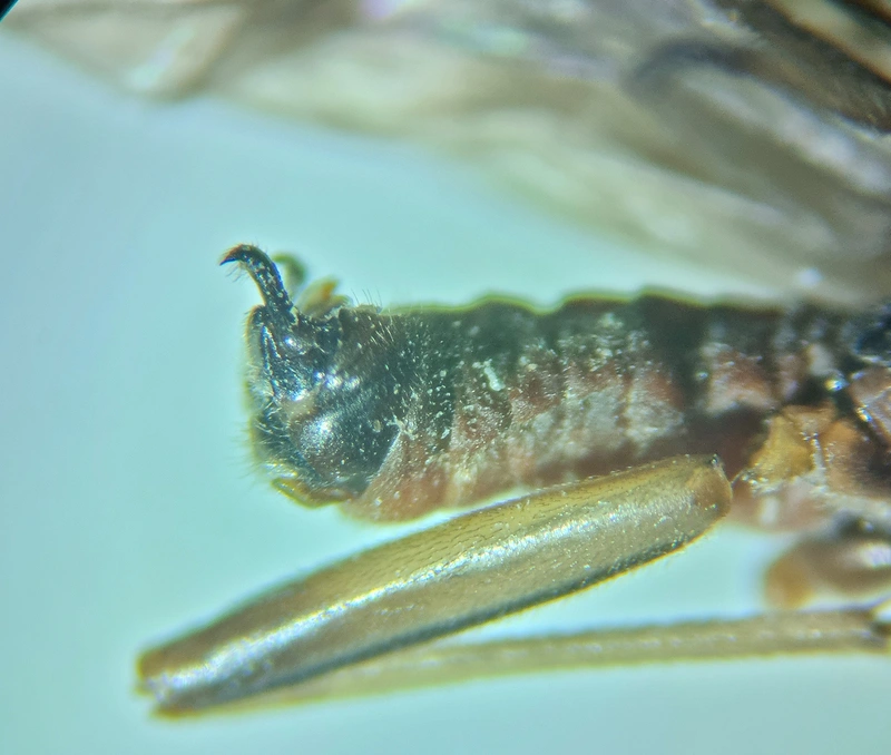 Nemouridae