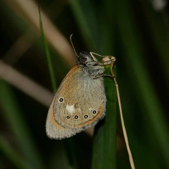 Coenonympha glycerion - közönséges szénalepke