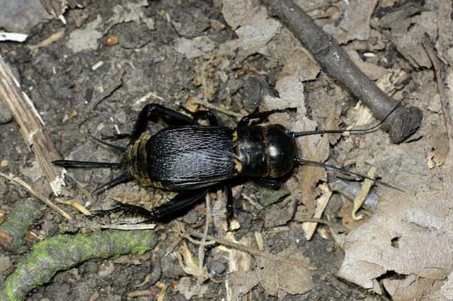 Gryllus campestris - mezei tücsök