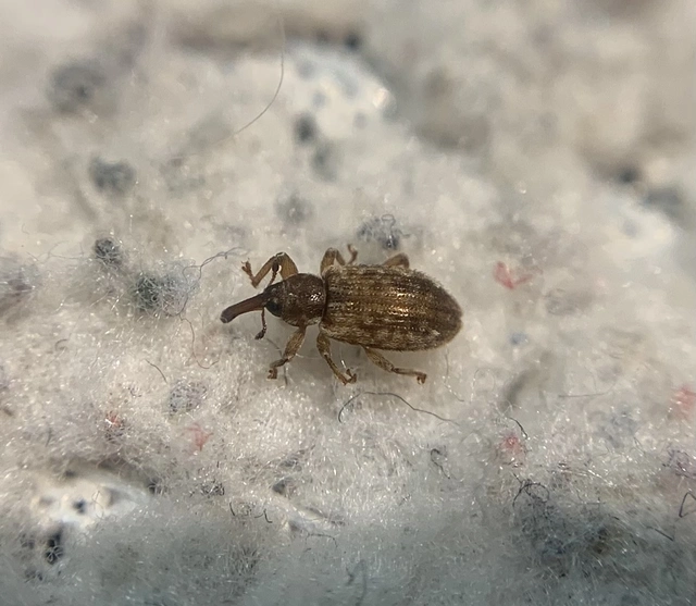 Dorytomus hirtipennis - szőrös hangormányos