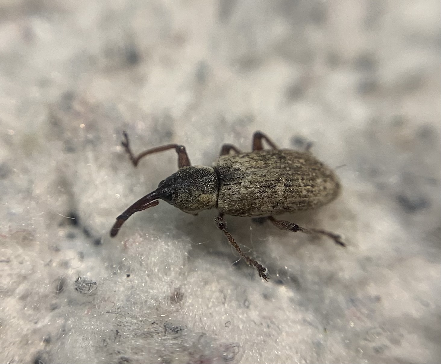 Thryogenes festucae - közönséges nádormányos