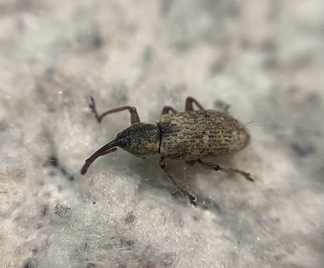 Thryogenes festucae - közönséges nádormányos