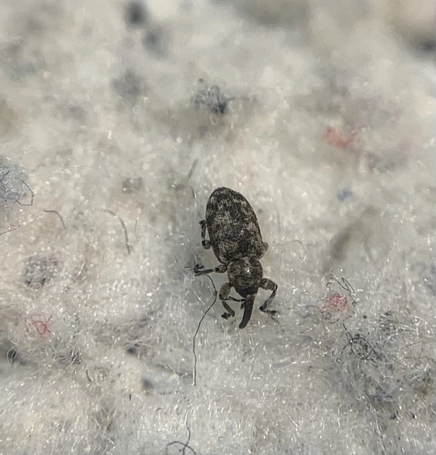 Smicronyx jungermanniae - közönséges arankaormányos